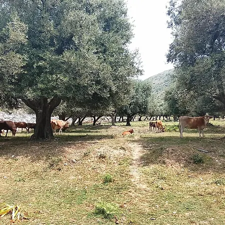 Shpella E Pirateve مكان تخييم Lukovë